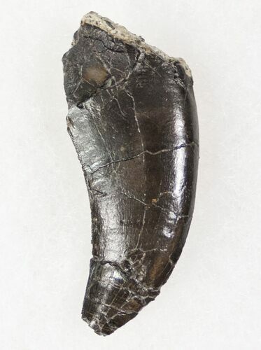 Allosaurus Tooth - Skull Creek, CO #12485